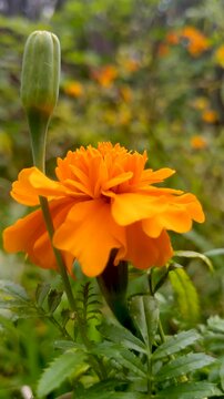 Bright orange Tagetes flower in full bloom with soft background bokeh, shot in 4K resolution.