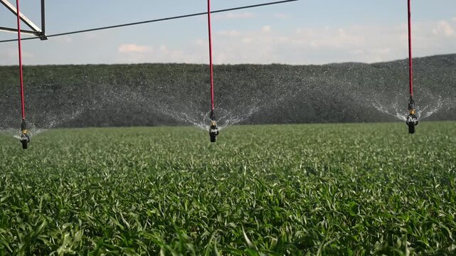Center pivot irrigation sprays water over a lush young cornfield beneath a bright sky, showcasing modern farming, crop management, water efficiency and mechanized agricultural practices in a rural lan