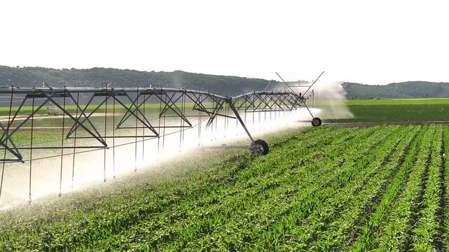 Extensive center pivot irrigation system spraying water across a lush green crop field under bright daylight, demonstrating modern agricultural watering, crop management, sustainable farming practices