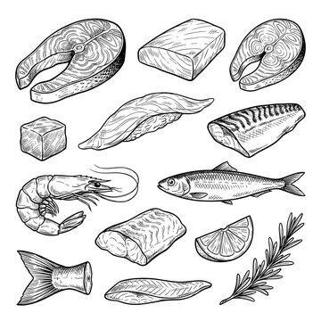 Hand drawn fish cut and seafood sketch, salmon steak with tuna and shrimp isolated on white background