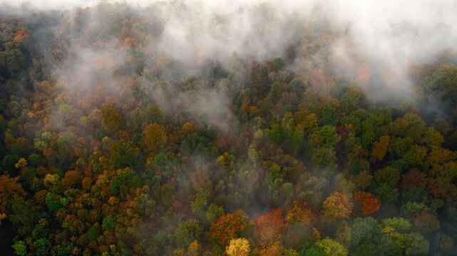 Birds eye view of beautiful autumn forest with colorful trees, pleasant fall colors and mist. Aerial drone footage.  