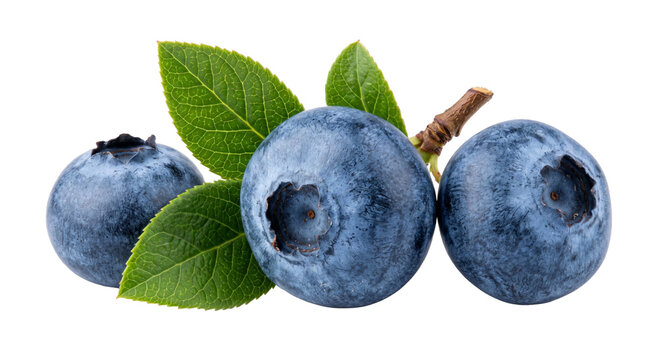 Fresh blueberries with green leaves and a small branch on a white background