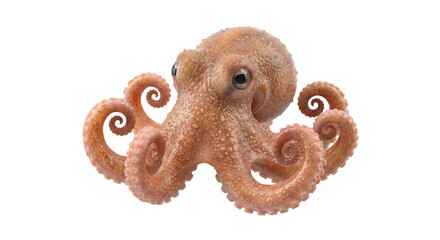Detailed octopus with curled tentacles isolated on a white background © Sapphire
