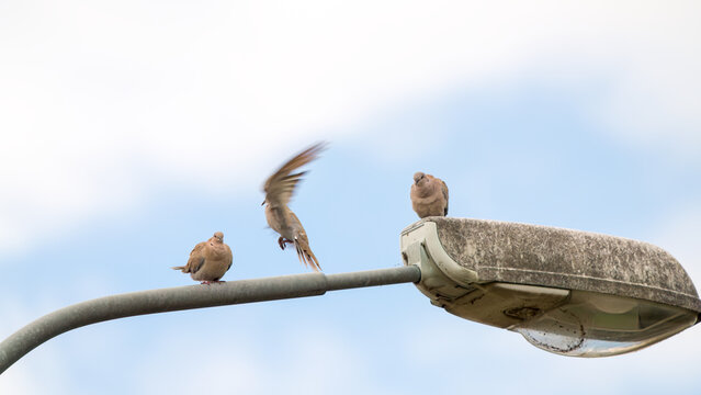 three collared-doves perching on a street lantern