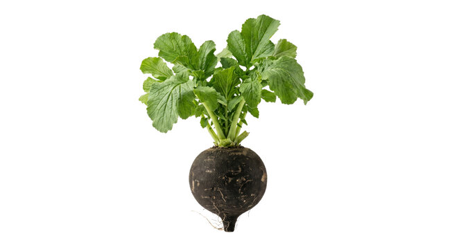 Whole black radish with green leaves on a white background