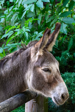 a donkey in the forest