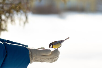  A person is feeding a titmouse from their palm. In winter, the bird lands on the hand and eats seeds from it. © Leka