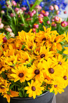 Black-eyed Susan flower for sale at a local farmer's market