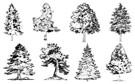 Architectural Vector Trees in Elevation and Plan View with Red Maple and Beech Isolated on Transparent Background