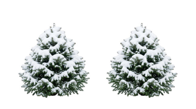 Two small pine trees covered in fresh winter snow isolated on transparent background