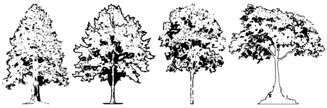 Architectural Vector Trees in Elevation and Plan View with Red Maple and Beech Isolated on Transparent Background