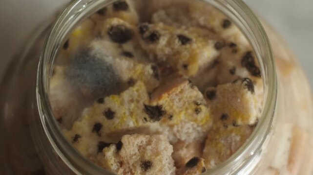 A close-up shot of spoiled bread covered with multicolored mold inside a glass jar. Pieces of rusks have grown black spots and fluffy gray mycelium due to improper storage.