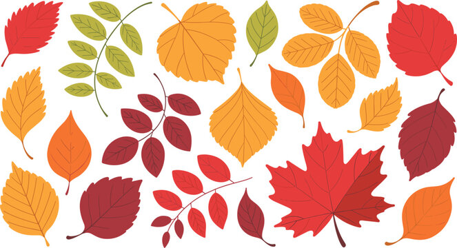 Colorful autumn fall leaves collection vector illustration set featuring maple birch oak and rowan foliage elements