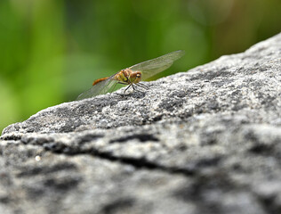 Libelle © JS