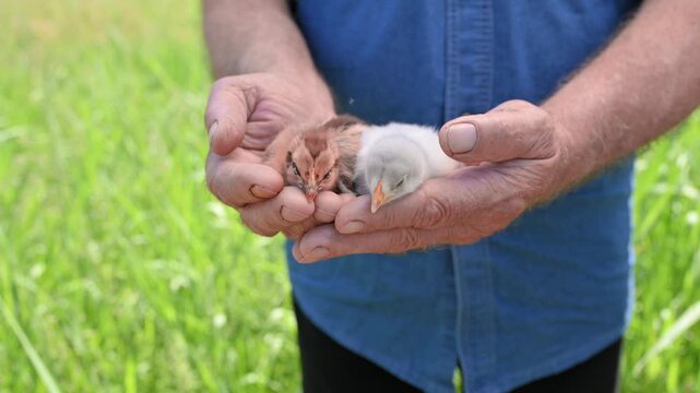 Man carefully supports newborn chickens with both hands outdoors, highlighting poultry development, bird husbandry, poultry management, livestock quality and ethical agricultural production. 4k 
