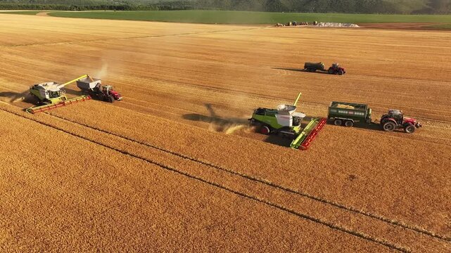 Two combine harvesters and a grain truck cut through a vast golden wheat field, creating dust trails at golden hour. Rural agricultural machinery works together to collect grain during harvest season.