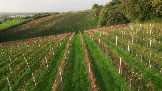 Patterns and rows of grapevine in vineyards on green hills. Agriculture and landscape aerial drone footage.  
