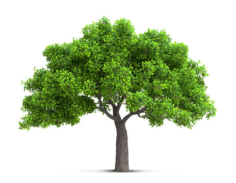 Isolated Green Tree on Transparent Background, 3D Render