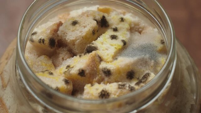 A close-up shot of old rusks covered with multicolored fluffy mold inside a transparent jar. Pockets of gray mycelium and black fungal spores spread on the ruined pieces of bread.