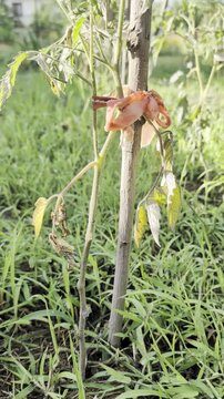 Tomato plant infected with phytophthora disease close up, showing yellow damaged leaves. Concept of phytophthora infection, plant pathology, and late blight protection.