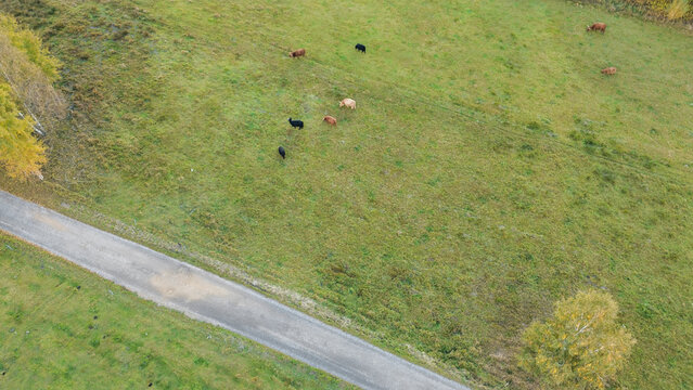 Cows scattered across a vibrant green rural landscape