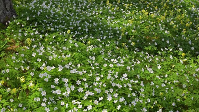 Wildflowers Anemone Nemorosa and Primula Veris swaying in the breeze