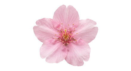 Fototapeta premium Delicate pink cherry blossom flower isolated on a clean white background