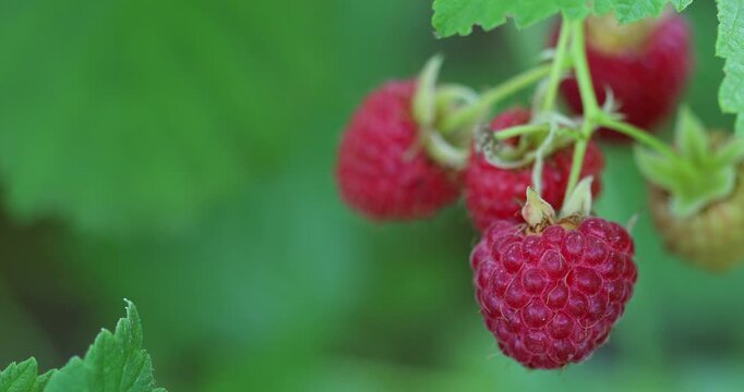 Ripe raspberries on a branch sway slowly in wind against green garden background.