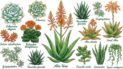 Botanical Succulent and Cactus Plant Vector Set Featuring Aloe Vera, Echeveria, Haworthia, Jade, and Snake Plant for Home Garden and Interior Decor Graphic Designs © Rafika