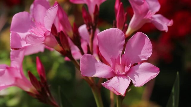 Pink oleander flower (Nerium oleander)