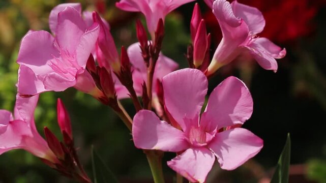 Pink oleander flower (Nerium oleander)