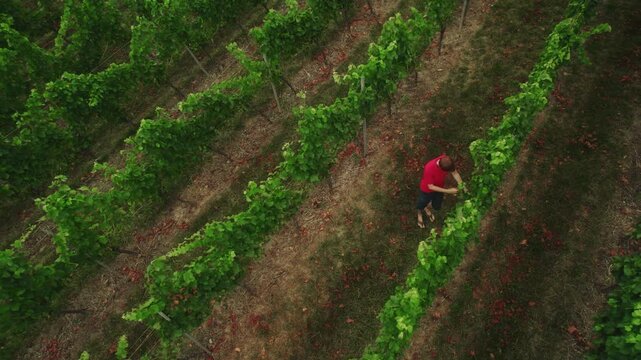 Vine grower checking on his plants in summer. Aerial agriculture footage with a farmer in a vineyard. 
