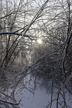 Winter forest branches covered in ice and snow with sun