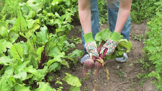 A woman pulls young beets from the soil in her home garden. She wears gloves and focuses on removing the beets while surrounded by green leaves