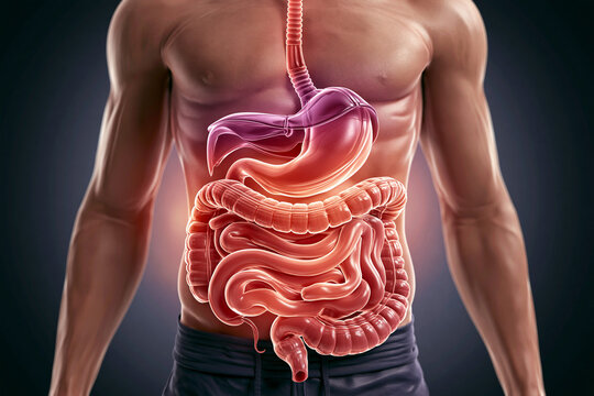 3D medical illustration depicts a human digestive system, highlighting the stomach and intestines.