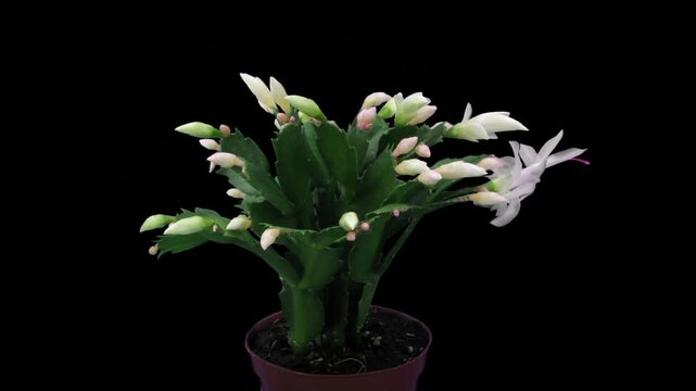 Time lapse of growing and blooming white Christmas cactus (Schlumbergera) isolated on black background