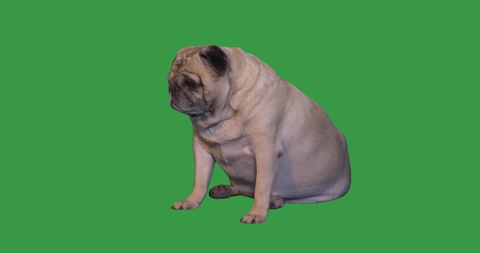 Adorable lazy pug dog sitting calmly on a green screen background. Cute pet isolated for chroma key compositing, commercials, social media, and video editing projects. 15241  
