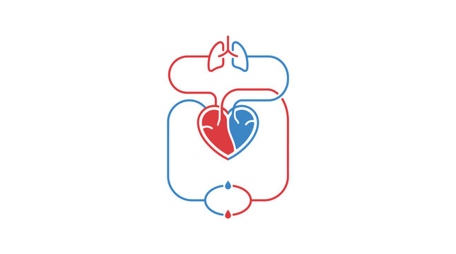 Minimalist line art diagram of pulmonary and systemic circulation loops vector illustration