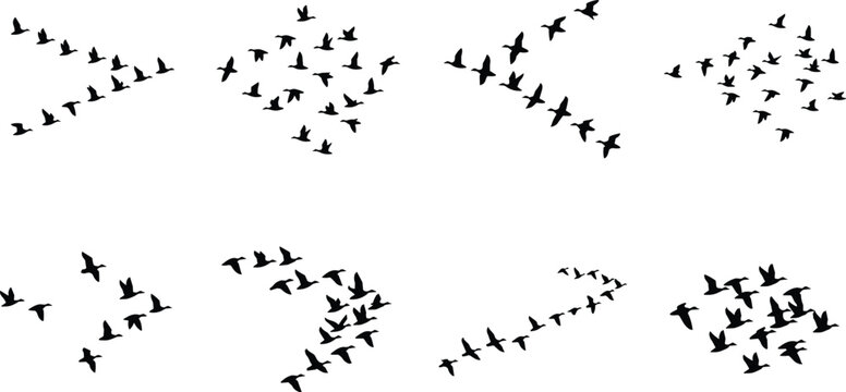 Flying Bird Flock Silhouette Collection Set with Migrating Birds in Various Flight Formations