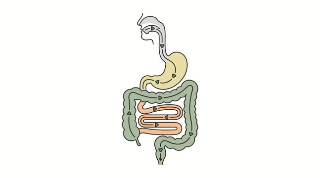 Gastrointestinal tract diagram vector illustration with food process flow arrows