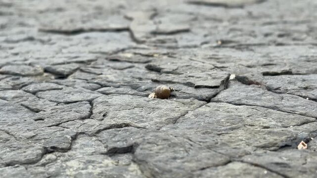 A small hermit crab in a sea snail shell crawling on the rocky seashore in Goseong, South Korea 소라게