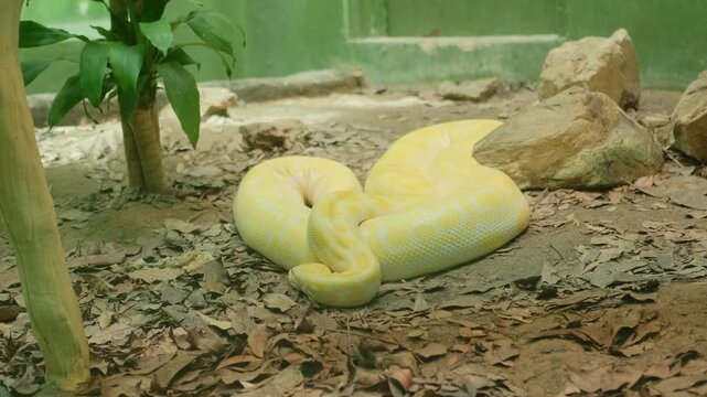 A white-yellow python is coiled behind glass while a large python lies coiled on the ground among stones and leaves, slowly moving its head in a naturalistic habitat.