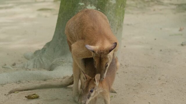 Two kangaroos in a medium shot during mating; the male forcibly holds the female who tries to escape on sandy terrain outdoors.