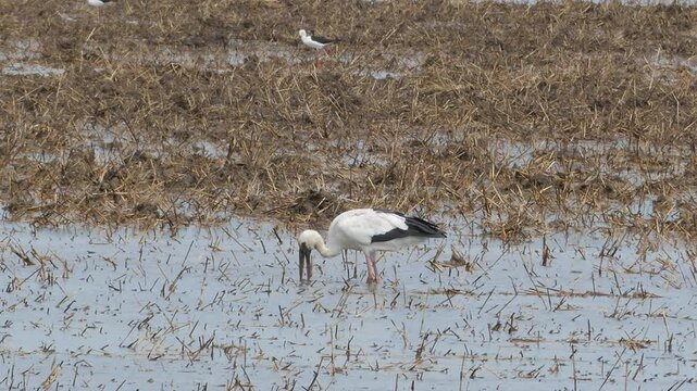 Asian Openbill bird, Anastomus oscitans, in nature.
