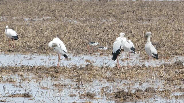 Asian Openbill bird, Anastomus oscitans, in nature.