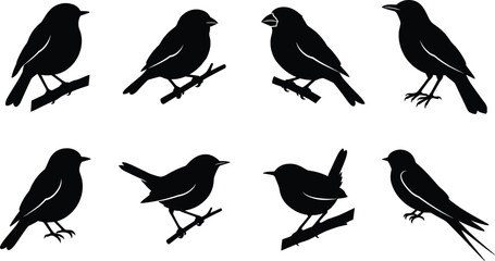 Fototapeta premium Bird Silhouette Vector Collection Featuring Perched Birds with Distinct Shapes and Tail Designs for Creative Artwork