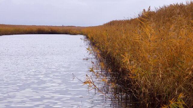 Autumn reeds by a calm water shore.