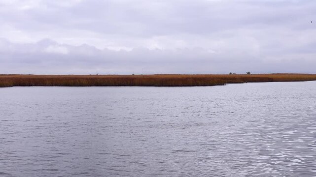Autumn reeds by a calm water shore.