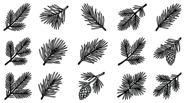 Hand drawn pine tree branches and cones set.