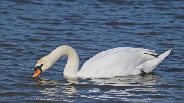 mute swan (Cygnus olor) bird swimming